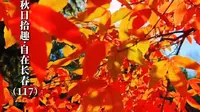 长春观赏红叶的好去处长春雕塑公园一定不要错过!@香香公主