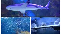 北海必须要去海底世界，强烈推荐【9月8日】