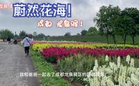 【花重锦官】成都龙泉 蔚然花海~不是漫花庄园、也不是花舞人间~