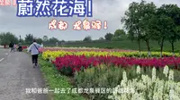 【花重锦官】成都龙泉 蔚然花海~不是漫花庄园、也不是花舞人间~