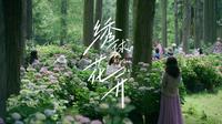 尼康ZR | 绣球花开，慢行风景里