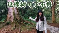 海南环岛游来到儋州热带植物园，这里有比海南黄花梨还金贵的植物