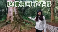 海南环岛游来到儋州热带植物园，这里有比海南黄花梨还金贵的植物
