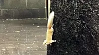 青城山全真观的松鼠完全不怕人🐿️