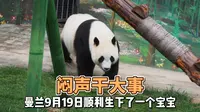 谁能想到兰州野生动物园竟然在闷声干大事！曼兰的宝宝都满月了！崽崽的爸爸正是鸿禧