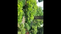 重庆华岩寺