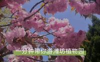 一分钟带你游潍坊植物园—— 春日尚好，有你更好