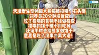 【天津野生动物园离大谱！】小川和小乔同时被投喂饼干，小乔被石头砸，园区噪音严重导致两只猫无法睡觉