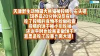 【天津野生动物园离大谱！】小川和小乔同时被投喂饼干，小乔被石头砸，园区噪音严重导致两只猫无法睡觉