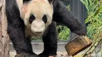 么么儿：丫丫最新视频！挑食呢～ cr.北京动物园
