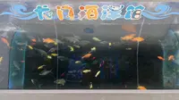 洛阳之行—8.10洛阳龙门海洋馆