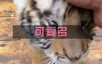 《可爱多：有我可爱吗》20220620#黑龙江东北虎林园