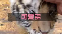 《可爱多：有我可爱吗》20220620#黑龙江东北虎林园