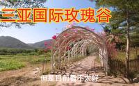 三亚亚龙湾国际玫瑰谷，世界上拥有玫瑰花最多的女人。