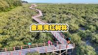 详解北海景点之金海湾红树林