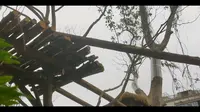福州熊猫世界小熊猫篇