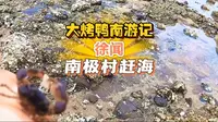 南极村赶海太好玩了吧#一脚踩进春天里 #旅行vlog #旅行推荐官 #户外赶海抓海鲜 #南极村