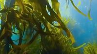 青岛明月海藻：一藻百用 小海藻撬动大产业