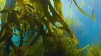 青岛明月海藻：一藻百用 小海藻撬动大产业