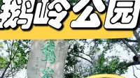 鹅岭公园正确打开方式！这样玩不费腿！