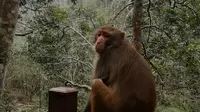 广西来宾金秀·银杉森林公园