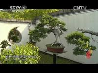《寻找最美花园》鲍家花园：流传千年的徽派盆景