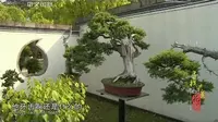 《寻找最美花园》鲍家花园：流传千年的徽派盆景