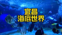 宜昌海底世界！又迎来了“鲨鱼狂欢节”！各种类型的鲨鱼，品样繁多！还有各种海洋生物和人鲨表演，海狮、美人鱼表演！还有各种萌宠小动物和恐龙模型化石！一起来海底世界吧