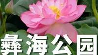 云南楚雄彝海公园赏荷｜人少景美的绝佳去处