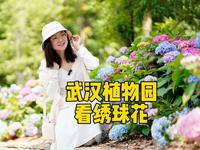 520带她去武汉植物园看绣球花吧