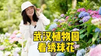 520带她去武汉植物园看绣球花吧