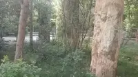 乌鲁木齐市鲤鱼山公园北侧圈住的某养马基地有许多大型且完整的硅化木供游客欣赏！