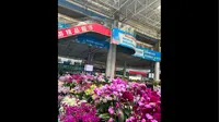 昆明斗南花市蝴蝶兰，本来不想买的，但30块13盆花后苗，就没忍住，比捡的好太多了