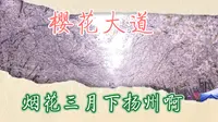 扬州樱花大道，美啊！