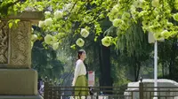 南京 午朝门公园  绣球