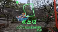 来打卡虎丘塔了！