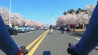 海悦路樱花大道开花啦。