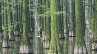 涨渡湖水上森林