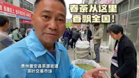 黔西南普安县“世界茶源地”，春茶从这里香飘全国，真热闹！