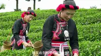 宁德市蕉城区八都镇猴盾村旅游宣传片