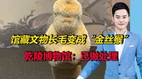 馆藏文物长毛变成“金丝猴”？乾陵博物馆：确有其事，已做处理