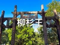 鼓岭风景区核心景点，柳杉王公园“福州四大树王”之一#原创视频#避暑胜地