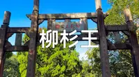 鼓岭风景区核心景点，柳杉王公园“福州四大树王”之一#原创视频#避暑胜地