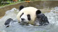 会游泳的熊猫？当然。游泳、潜水、打浪花花，啥都会！