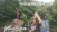 中国金钱松森林公园，浙江安吉游。视频配音，高峰。感谢支持！
