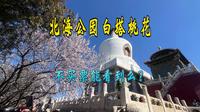 北海公园白塔下好看的桃花在哪？不买票能看到么？如何到北海公园白塔看桃花