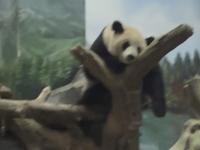 嗯 武汉动物园超级吵