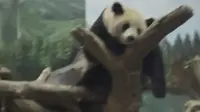 嗯 武汉动物园超级吵