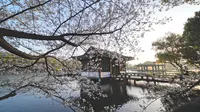 杭州春季的浪漫，曲院风荷的樱花进入最佳观赏期！