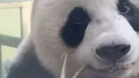 桌不稳，丽一惊，继续吃～（260827下午南山竹海熊猫馆直播录屏华丽cut）